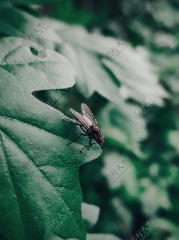 绿叶昆虫