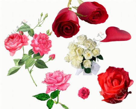 520玫瑰花抠图水彩玫瑰花素材