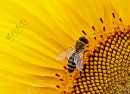 采花蜜的小蜜蜂