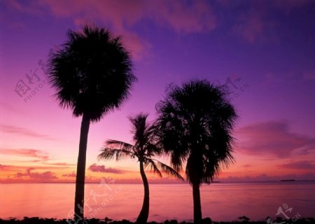 椰树与晚霞高清美景