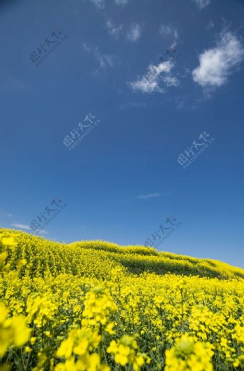 城市油菜花海