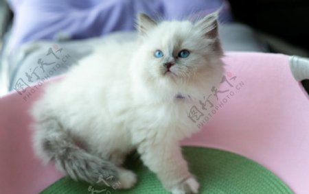 蓝色手套布偶猫