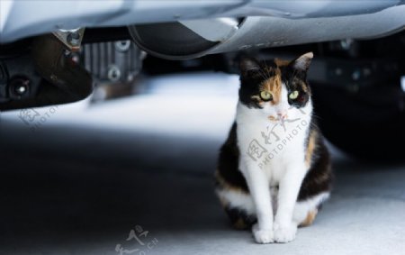车底下的猫