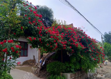 门前的红色花海