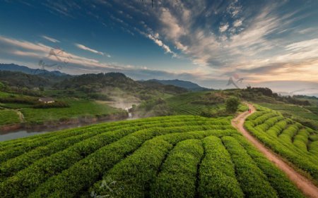 清晨的茶园