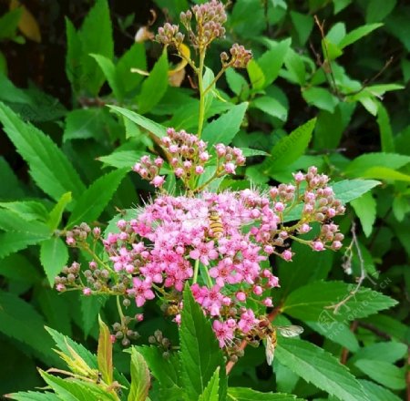 粉花绣线菊