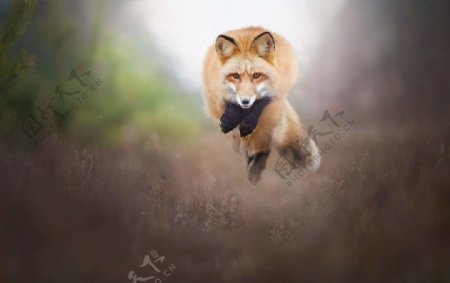 狐狸红狐狸火狐狸动物