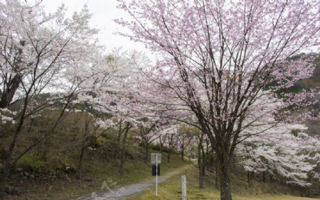 美丽樱花树樱花花瓣高清摄影