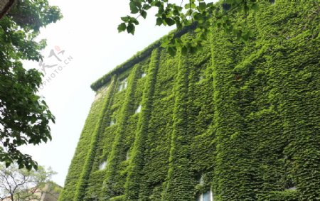 绿色藤蔓大楼