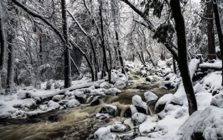 冬天森林树木大雪河流