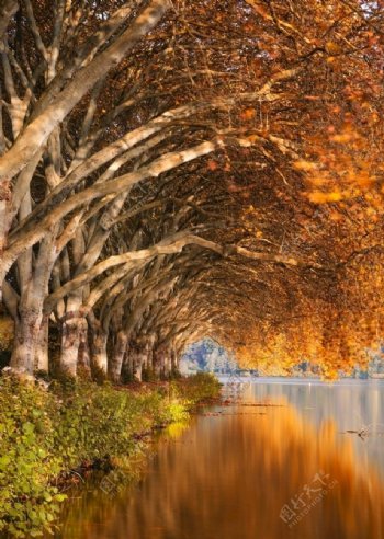 秋日河边的树木