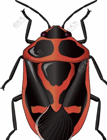昆虫系列褐色甲壳虫