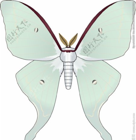 昆虫系列淡绿色蝴蝶