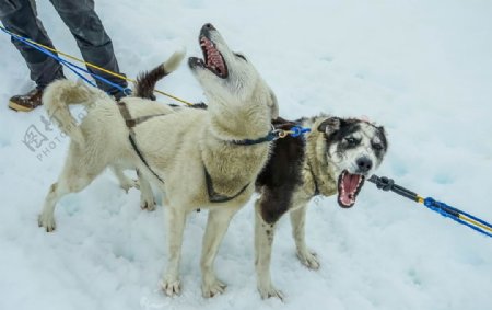 雪橇犬