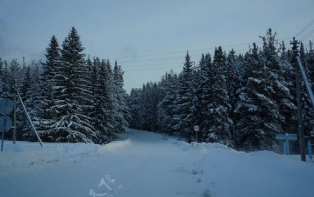 森林树木大雪风景背景
