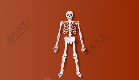 人体骨骼插画