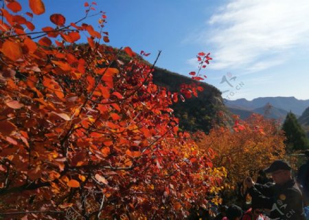 北京坡峰岭的红叶