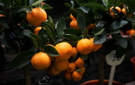 小橘子