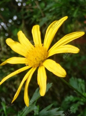黄金菊黄花观赏装饰植物