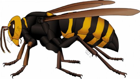 昆虫系列大黄蜂