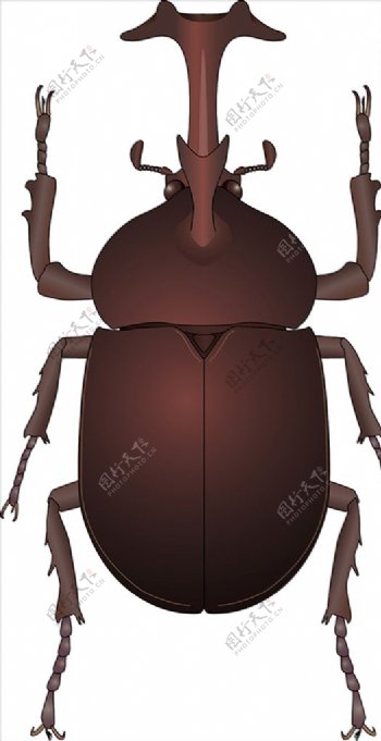昆虫系列独角仙褐色