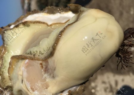 生蚝超肥牡蛎乳山海蛎子
