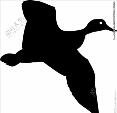野生动物系列野鸭剪影