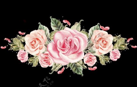 手绘粉色玫瑰花簇
