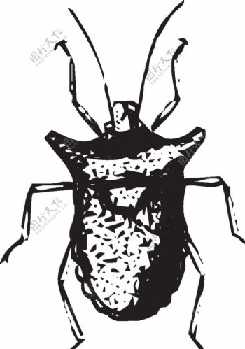 自然昆虫蝴蝶标本插画