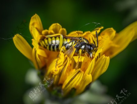 采花的蜜蜂