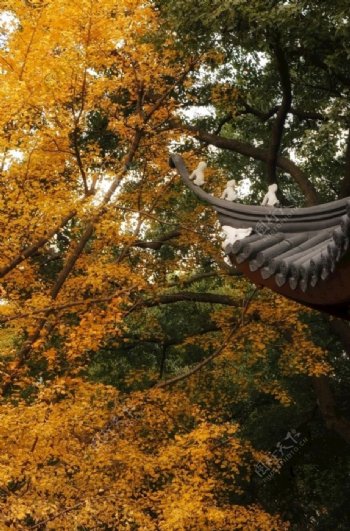 秋天银杏与凉亭的完美结合