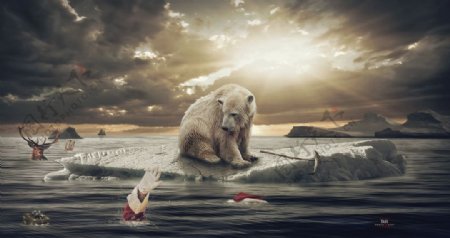 北极熊大海阳光风景