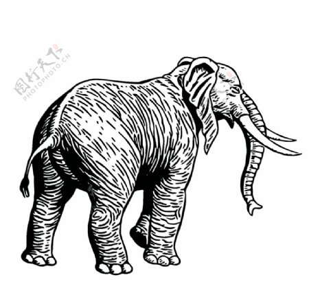 大象插画图案