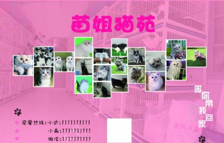 猫狗宠物粉色波斯猫可爱宣传单