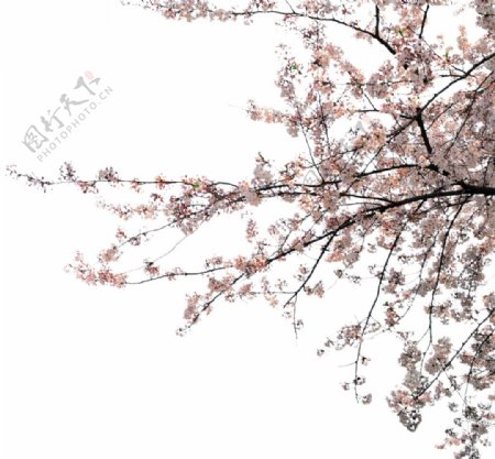 樱花前景树