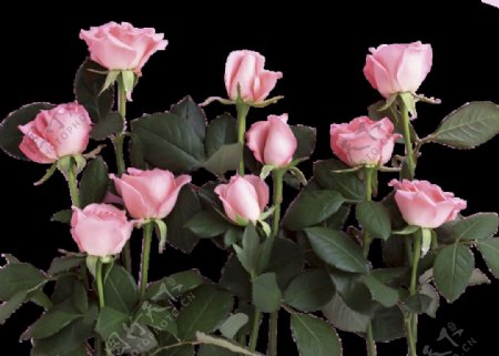 玫瑰花情人节透明背景素材