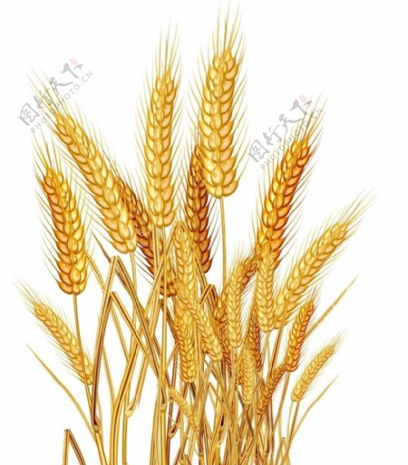 稻米水稻禾苗小麦麦