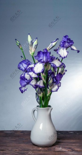 纸鸢花紫鸢花