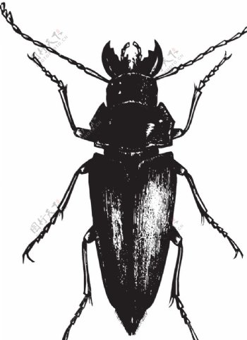 自然昆虫标本插画