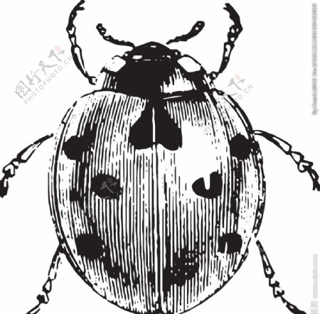 自然昆虫标本插画