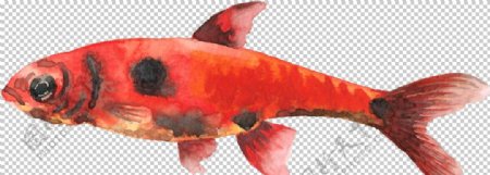 手绘水彩红色深海鱼