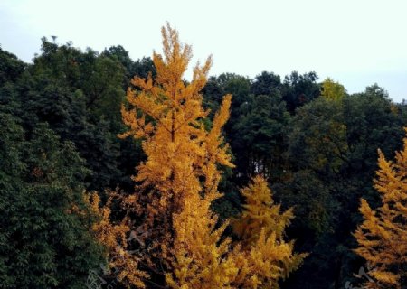 森林大树银杏树黄叶树顶