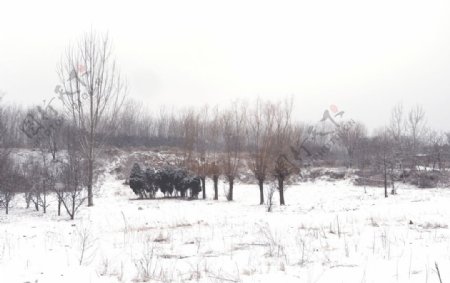 雪景