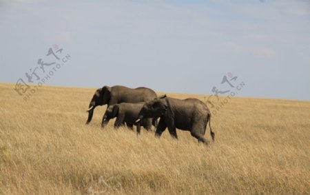 草原上的大象