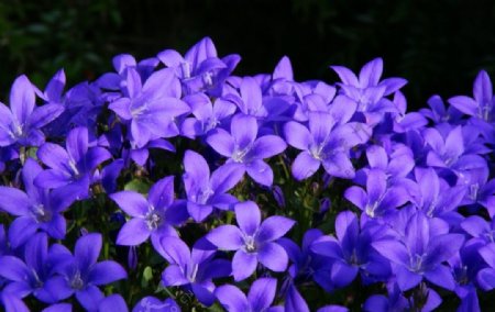 蓝色的桔梗花
