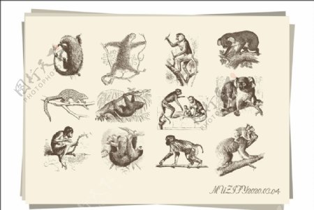 12款入灵长类动物手绘稿
