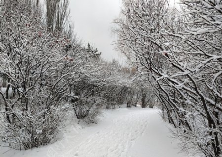 雪后路两旁的树
