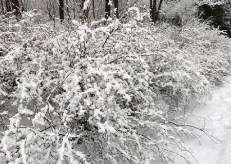 雪后的树丛