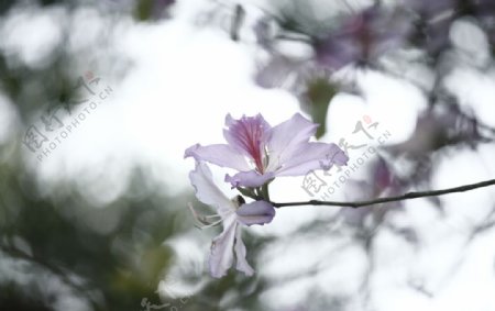 洋紫荆粉色花花朵花卉