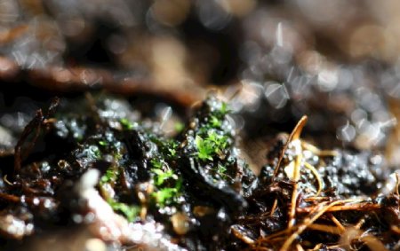 微距生物世界之苔藓